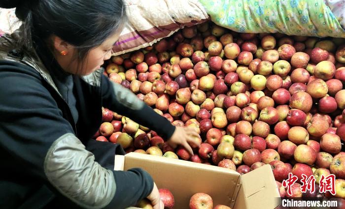 圖為通麥村村民巴桑拉姆精心挑選蘋果進行裝箱?！∝暽＠?攝
