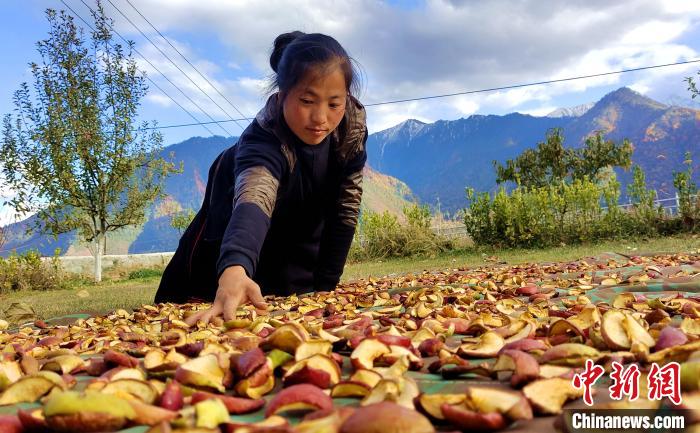 圖為通麥村村民巴桑拉姆晾曬切片蘋果。　貢桑拉姆 攝