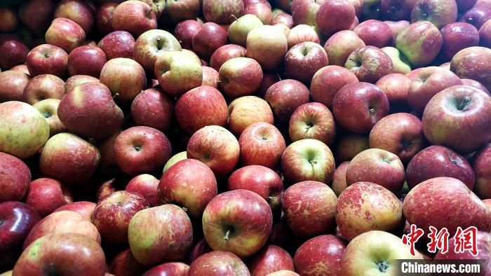 圖為通麥村村民巴桑拉姆家待裝箱的蘋果?！∝暽＠?攝