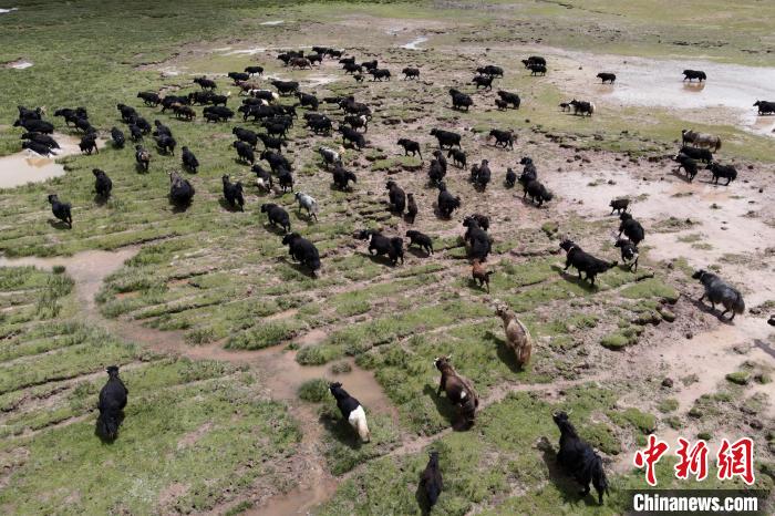 近年來(lái)，那曲市班戈縣推行村級(jí)牧業(yè)經(jīng)濟(jì)合作社，牧民們將牛羊及草場(chǎng)作為股份加入合作社，部分牧民開始從事旅游服務(wù)、服裝加工及運(yùn)輸?shù)刃袠I(yè)，收入逐年提高。圖為8月3日，班戈縣的牦牛群在一片草原濕地中覓食(資料圖)?！〗w波 攝