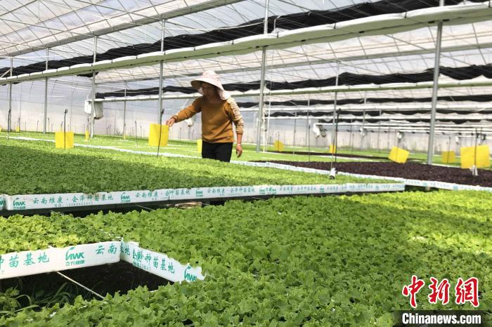 圖為會(huì)澤現(xiàn)代化農(nóng)業(yè)產(chǎn)業(yè)扶貧基地內(nèi)，貧困戶成為了產(chǎn)業(yè)工人?！】姵?攝