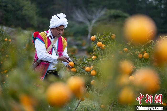 1月29日，京都村村民在柑橘園中采摘柑橘。<a target='_blank' ><p  align=