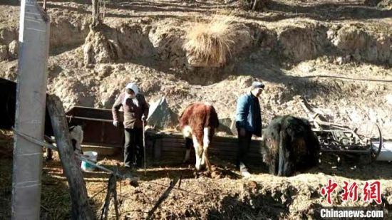 圖為孔繁福夫妻正在收拾牛圈?！±铍h　攝