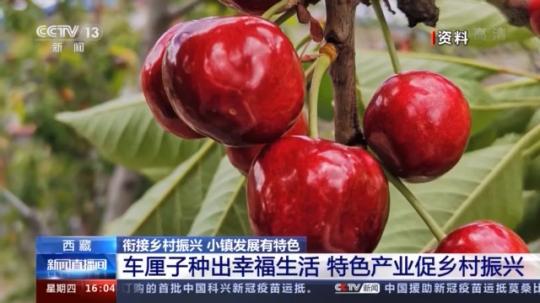 種蘑菇、養(yǎng)駱駝...。。特色產業(yè)助力鄉(xiāng)村振興走新路