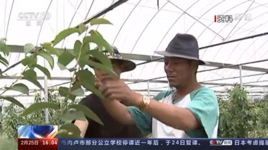 種蘑菇、養(yǎng)駱駝...。。特色產業(yè)助力鄉(xiāng)村振興走新路