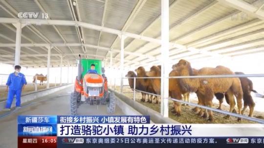 種蘑菇、養(yǎng)駱駝...。。特色產業(yè)助力鄉(xiāng)村振興走新路