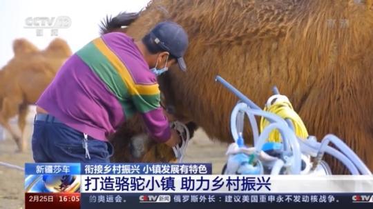 種蘑菇、養(yǎng)駱駝...。。特色產業(yè)助力鄉(xiāng)村振興走新路