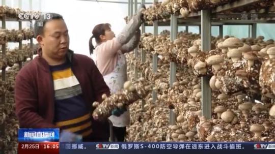 種蘑菇、養(yǎng)駱駝...。。特色產業(yè)助力鄉(xiāng)村振興走新路