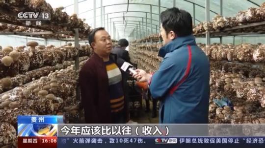 種蘑菇、養(yǎng)駱駝...。。特色產業(yè)助力鄉(xiāng)村振興走新路