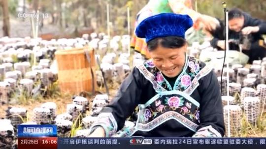 種蘑菇、養(yǎng)駱駝...。。特色產業(yè)助力鄉(xiāng)村振興走新路