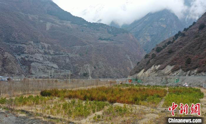 【幸?；ㄩ_新邊疆】山南隆子縣藏族小伙的“綠色夢想”