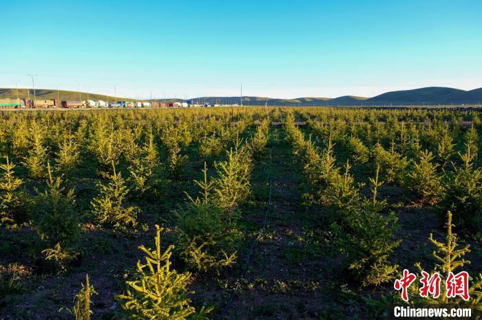 圖為科技團隊在海拔4500米的西藏那曲種出“小森林”，其中超過7成成功越過5個冬天。　江飛波 攝