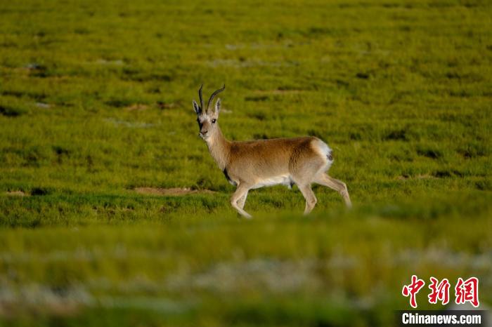 圖為西藏納木錯湖邊的藏原羚休閑覓食。　江飛波 攝