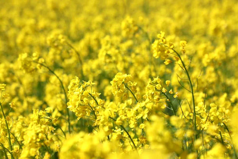 油菜花盛開(kāi)。洛克攝