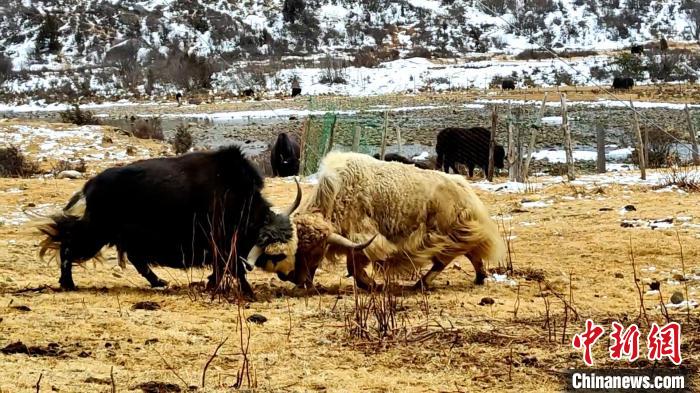 圖為角木那村生態(tài)散養(yǎng)的牦牛正在嬉戲。　巴桑曲扎 　攝