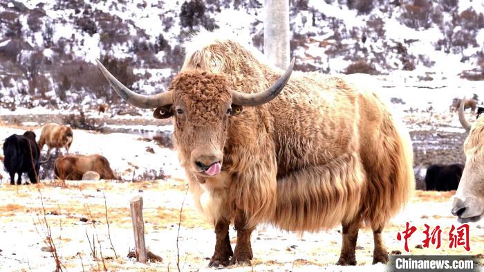 圖為角木那村生態(tài)散養(yǎng)的牦牛?！“蜕Ｇ?　攝