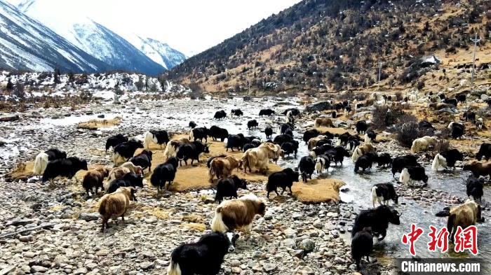 圖為角木那村生態(tài)散養(yǎng)的牦牛正在覓食?！『槿艉?攝