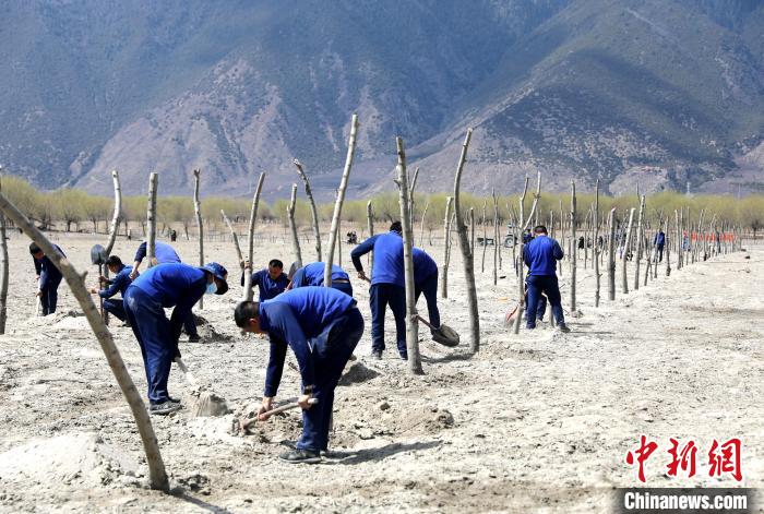 林芝市巴宜區(qū)森林消防中隊志愿服務(wù)隊熱火朝天的植樹現(xiàn)場?！∥骼@拉翁 攝