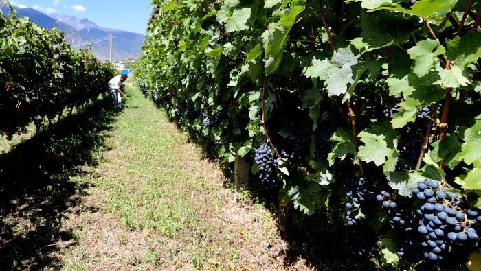 昌都芒康縣依托“兩江流域”干熱河谷地帶地理優(yōu)勢將康巴蜜橘、蘋果、甜石榴、葡萄、蜜桃等經(jīng)濟林木種植。　昌都市芒康縣委宣傳部供圖