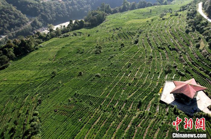 圖為西藏林芝市墨脫縣果果塘大拐彎附近的茶田。(無(wú)人機(jī)照片) 李林 攝
