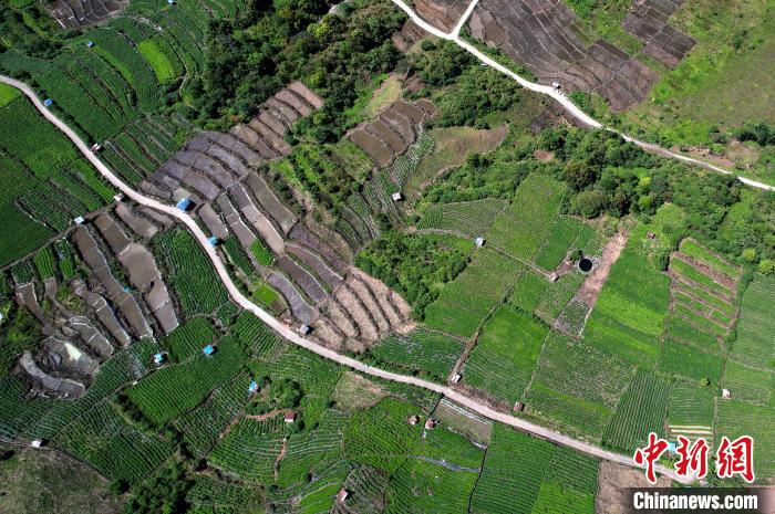 圖為西藏林芝市墨脫縣城附近的茶田。(無(wú)人機(jī)照片) 李林 攝