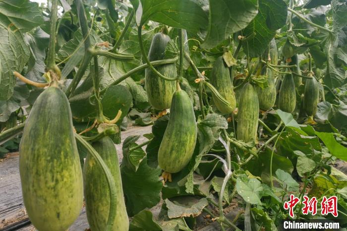 西藏海拔4400多米康馬縣甜瓜、西瓜豐收