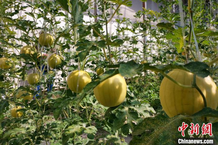 圖為康馬縣大棚內(nèi)的金太陽西瓜?！⒔ㄜ?攝