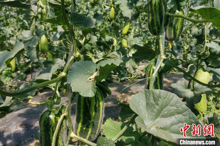 圖為西藏康馬縣大棚內(nèi)的博洋九號甜瓜。　劉建軍 攝