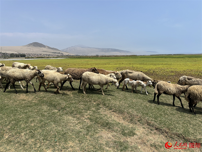當(dāng)?shù)貢r(shí)間11月15日，羊群在錢凱港附近的圣羅莎濕地棲息。人民網(wǎng)記者 周雨攝