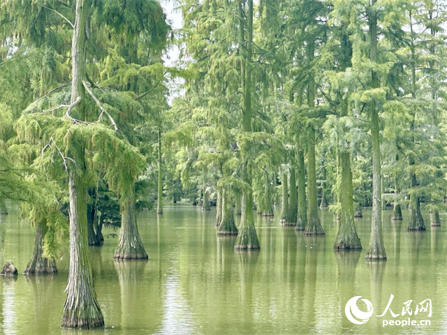 湖北省武漢漲渡湖濕地，池杉“破水而出”。人民網(wǎng)記者 張沛攝
