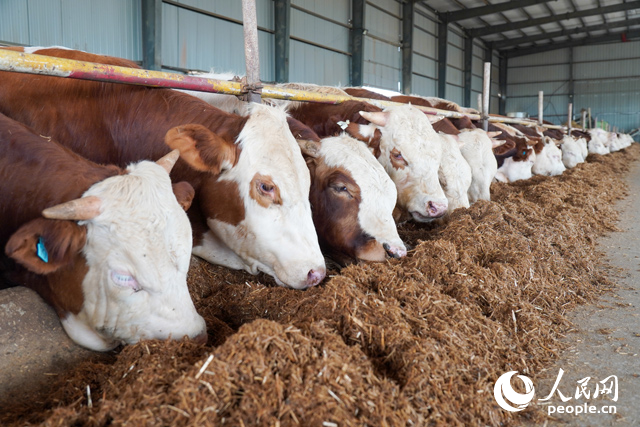 在思博農(nóng)業(yè)科技有限公司內(nèi)，肉牛正在吃秸稈轉(zhuǎn)化的飼料。人民網(wǎng)記者 陳若天攝