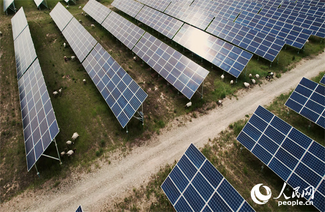 羊群在青海省海南州共和縣塔拉灘的光伏園區(qū)內(nèi)吃草。人民網(wǎng)記者 馬天翼攝