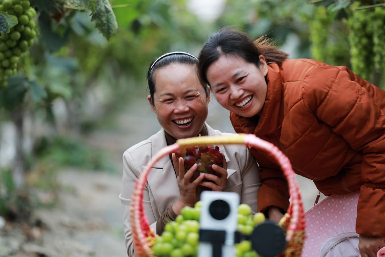 2024年10月6日，果農在貴州省黔西市金碧鎮(zhèn)新蘭村葡萄園里進行直播銷售。來源：人民圖片