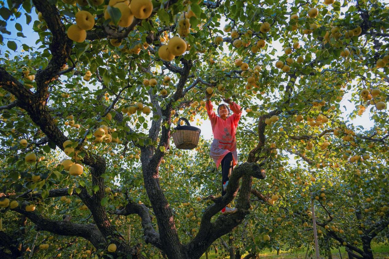 2024年10月4日，安徽省宿州市碭山縣程莊鎮(zhèn)衡樓村百年老梨園里，梨農在忙著采摘酥梨。來源:人民圖片