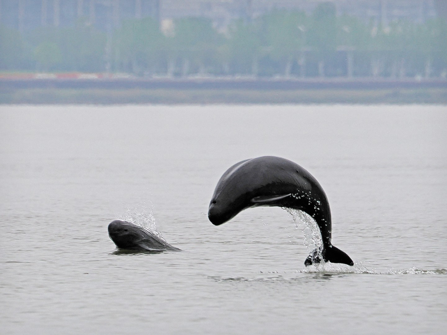 文化中國(guó)行 長(zhǎng)江之歌丨微笑的江豚，從四千年前“游”來(lái)