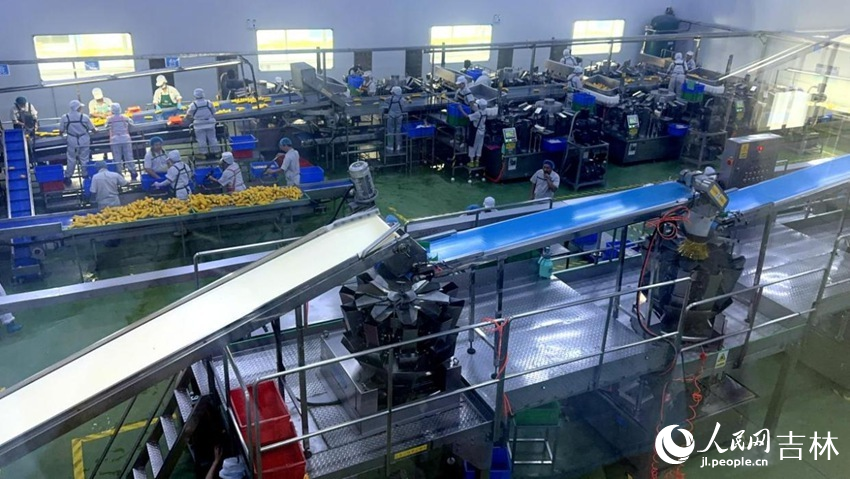 吉林省農(nóng)嫂食品有限公司生產(chǎn)車間內(nèi)一片火熱。人民網(wǎng)記者 王海躍攝