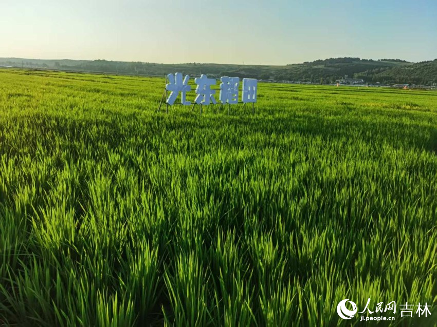 光東村稻田風(fēng)景美如畫（資料圖片）。人民網(wǎng)記者 王海躍攝