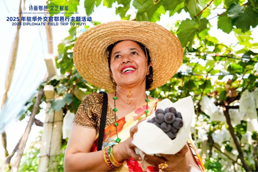 智慧“種”進(jìn)葡萄園 駐華外交官品讀鄉(xiāng)村振興“中國(guó)甜”_fororder_圖片7