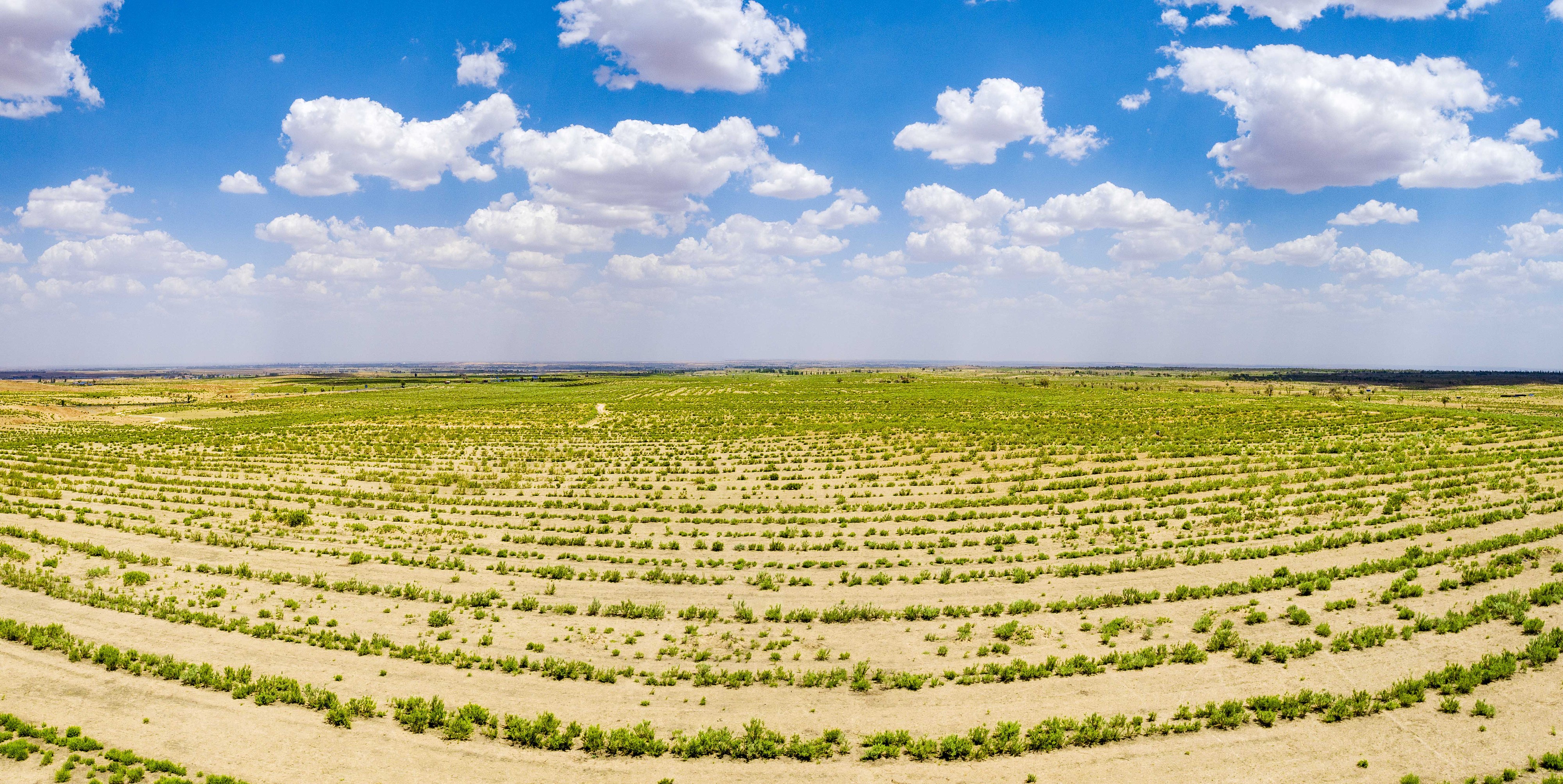 2023年6月7日，內(nèi)蒙古鄂爾多斯，毛烏素沙漠。
