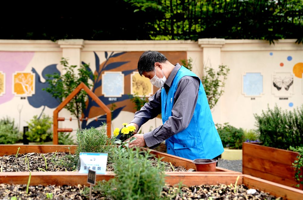 上海市長寧區(qū)虹旭小區(qū)居民在整理改造社區(qū)花園。居民們把堆肥箱里發(fā)酵出來的“綠色材料”和土壤拌在一起鋪在種植箱中（2020年4月22日攝）。新華社記者 張建松 攝