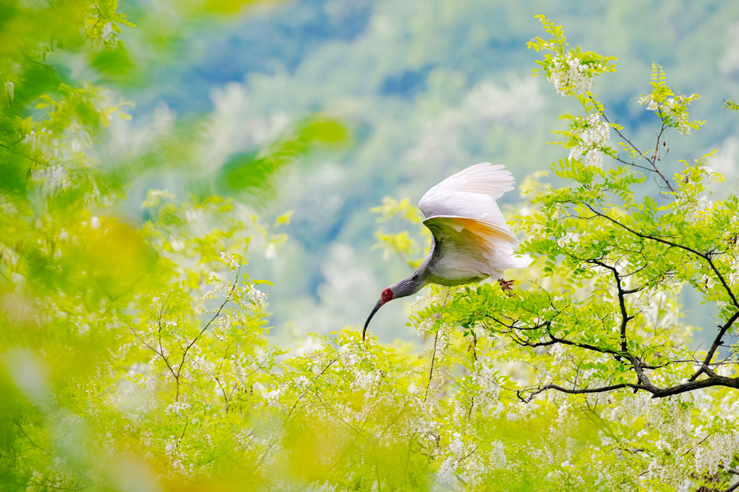 2024年5月2日，一只秦嶺以北野放朱鹮在陜西省銅川市耀州區(qū)沮河上游洋槐林中飛翔。