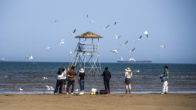 2024年5月12日，河北秦皇島，北戴河鴿子窩公園成群海鷗在天空中自由翱翔，與大海、藍(lán)天構(gòu)成了一幅美麗的畫卷。