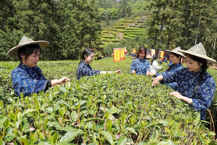 2025年4月13日，福建武夷山市星村鎮(zhèn)朝陽村茶農(nóng)在生態(tài)茶園展示采茶。新華社發(fā)（邱汝泉 攝）