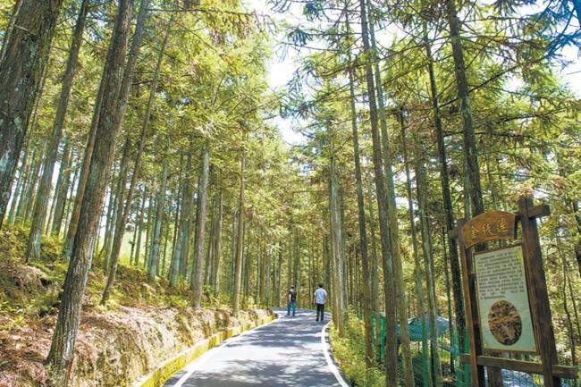 福建周寧縣黃振芳家庭林場。（圖源：央視新聞）