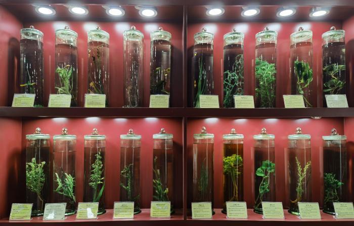 圖為藏藥藥材標(biāo)本。???張海?? ??.jpg