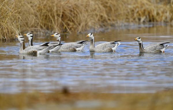 拉魯濕地 鳥的樂園