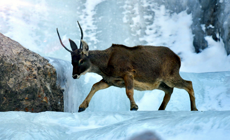 活躍在青海省海西州柏樹(shù)山的白唇鹿。巴圖那生攝