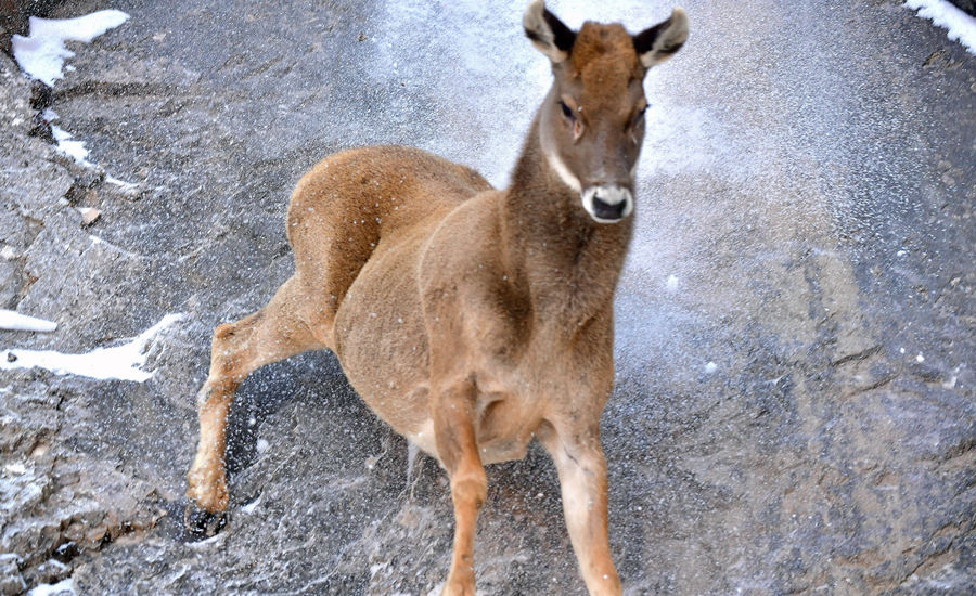 活躍在青海省海西州柏樹(shù)山的白唇鹿。巴圖那生攝