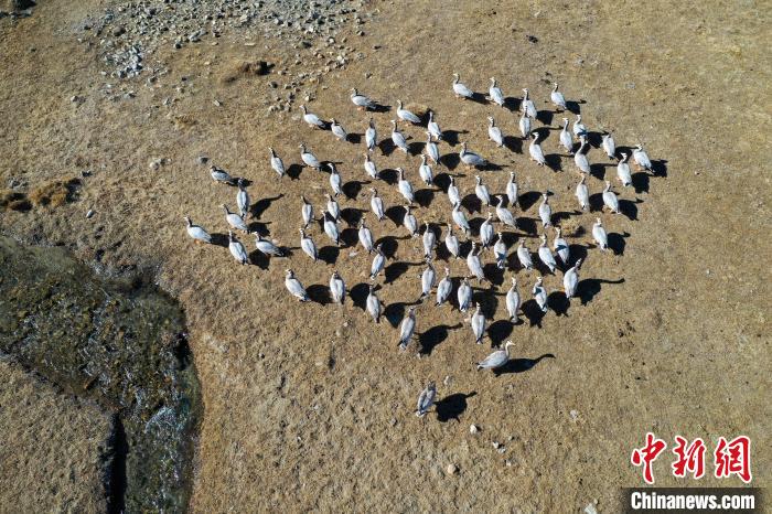 圖為拉薩市林周縣境內(nèi)越冬的候鳥。　貢嘎來(lái)松 攝