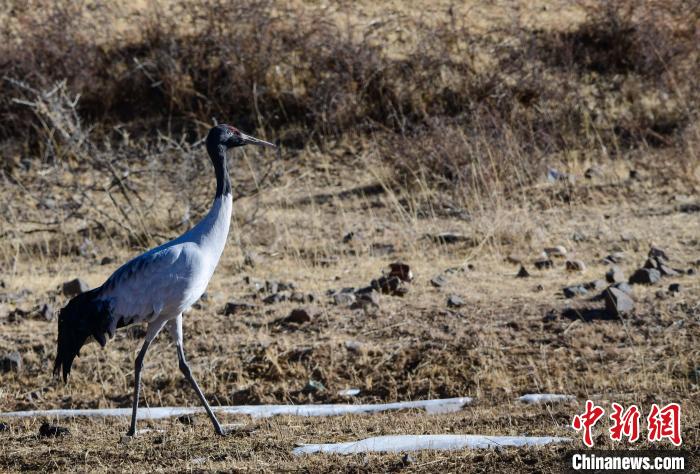 圖為一只黑頸鶴在拉薩市林周縣境內(nèi)田間覓食?！∝暩聛?lái)松 攝